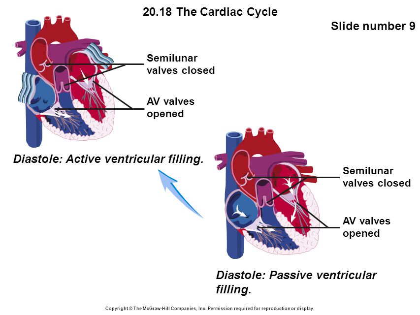 20.18 The Cardiac Cycle Slide number 9 Copyright © The McGraw-Hill Companies, Inc.
