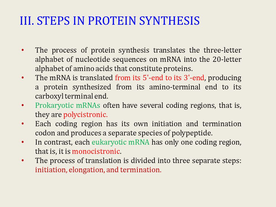 steps in protein synthesis
