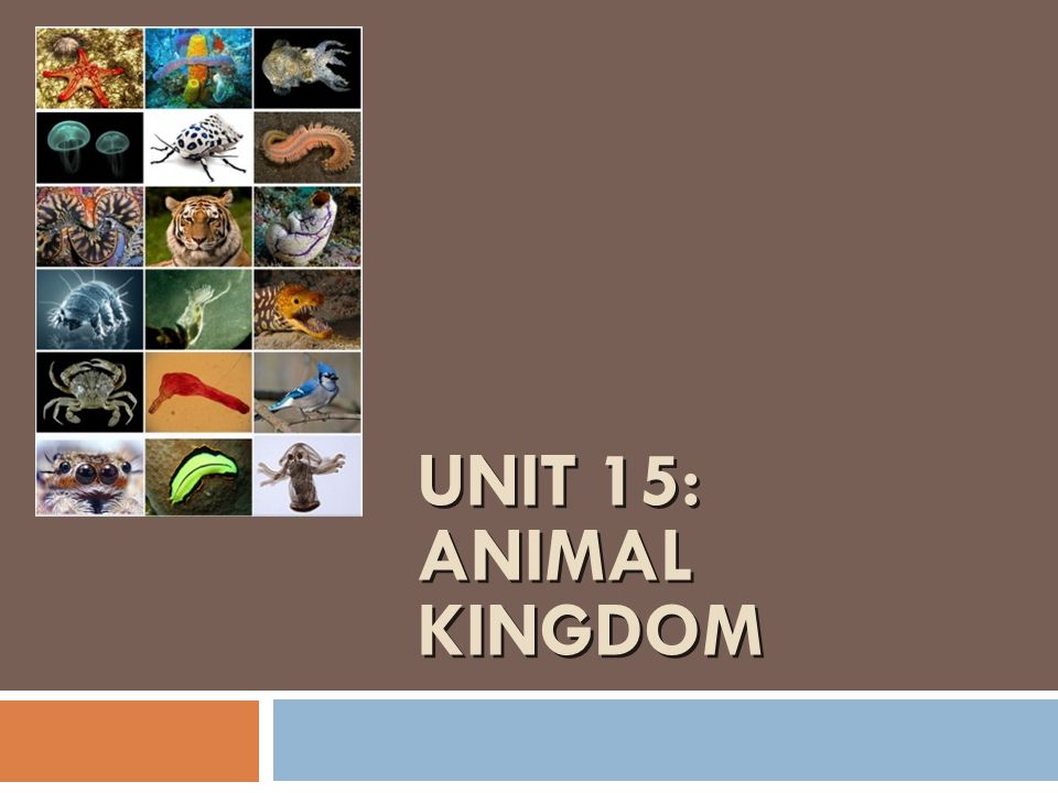 UNIT 15: ANIMAL KINGDOM