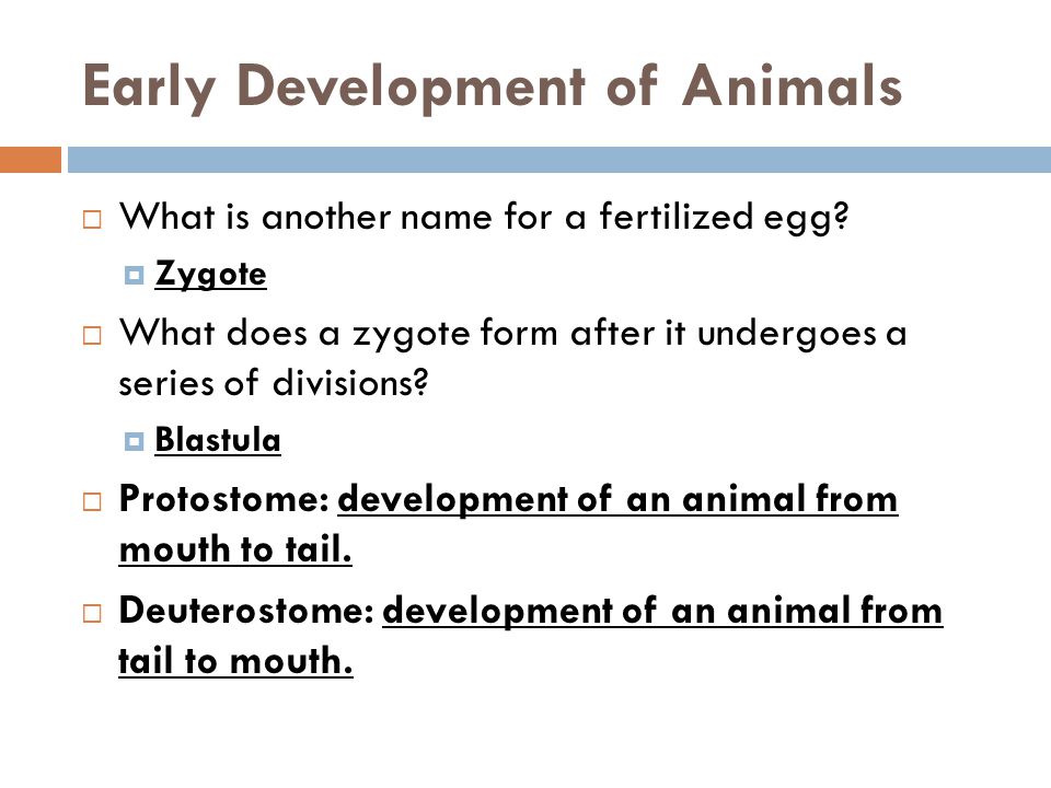 Early Development of Animals  What is another name for a fertilized egg.