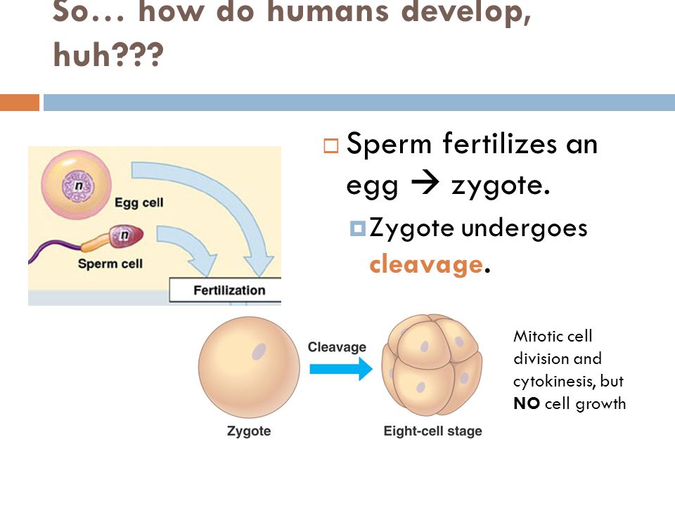 So… how do humans develop, huh .  Sperm fertilizes an egg  zygote.