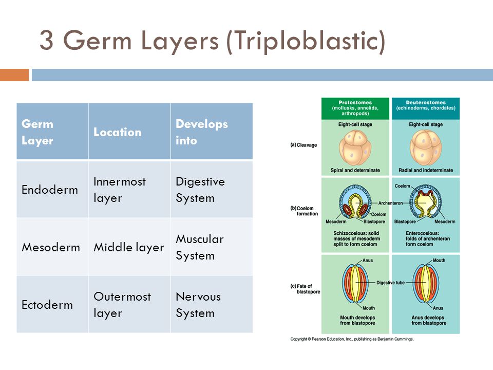 Germ Layer Location Develops into Endoderm Innermost layer Digestive System MesodermMiddle layer Muscular System Ectoderm Outermost layer Nervous System 3 Germ Layers (Triploblastic)