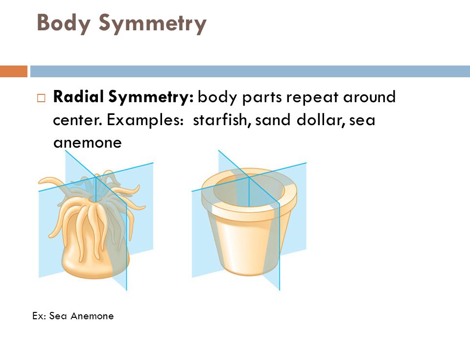Body Symmetry  Radial Symmetry: body parts repeat around center.