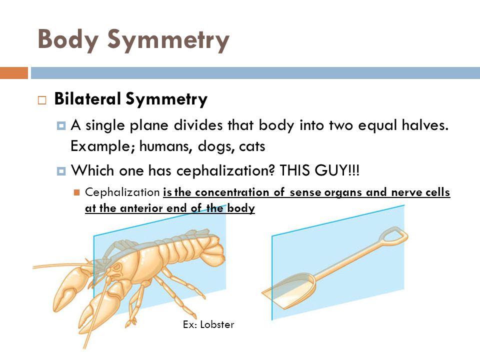 Body Symmetry  Bilateral Symmetry  A single plane divides that body into two equal halves.