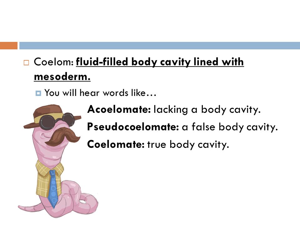  Coelom: fluid-filled body cavity lined with mesoderm.