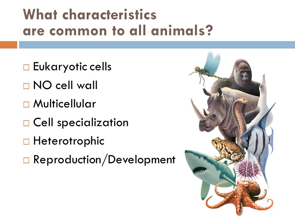 What characteristics are common to all animals.