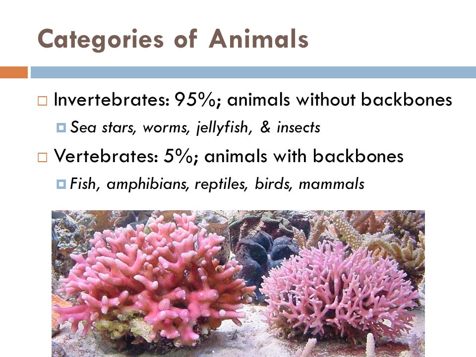 Categories of Animals  Invertebrates: 95%; animals without backbones  Sea stars, worms, jellyfish, & insects  Vertebrates: 5%; animals with backbones  Fish, amphibians, reptiles, birds, mammals