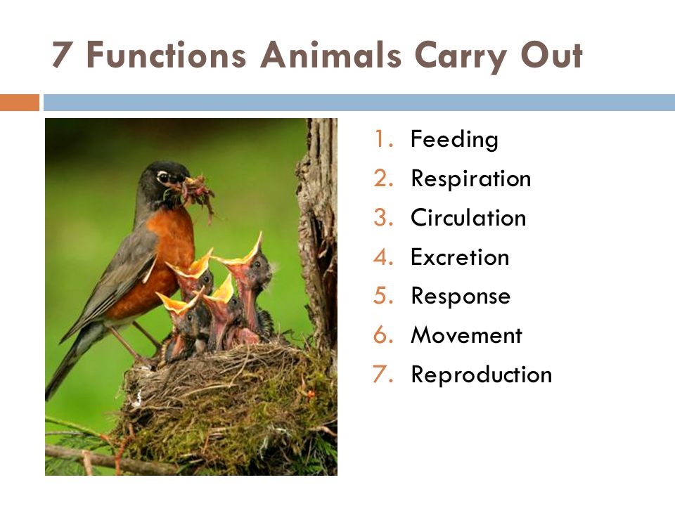 7 Functions Animals Carry Out 1.Feeding 2.Respiration 3.Circulation 4.Excretion 5.Response 6.Movement 7.Reproduction