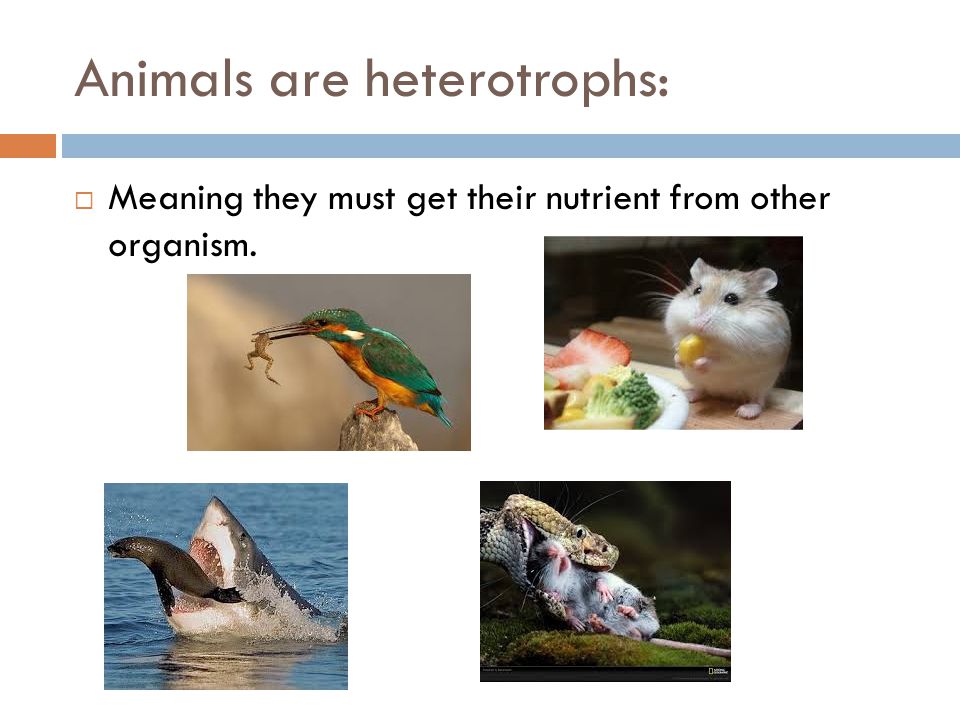Animals are heterotrophs:  Meaning they must get their nutrient from other organism.