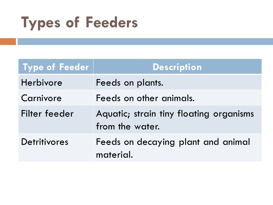 Types of Feeders Type of FeederDescription HerbivoreFeeds on plants.