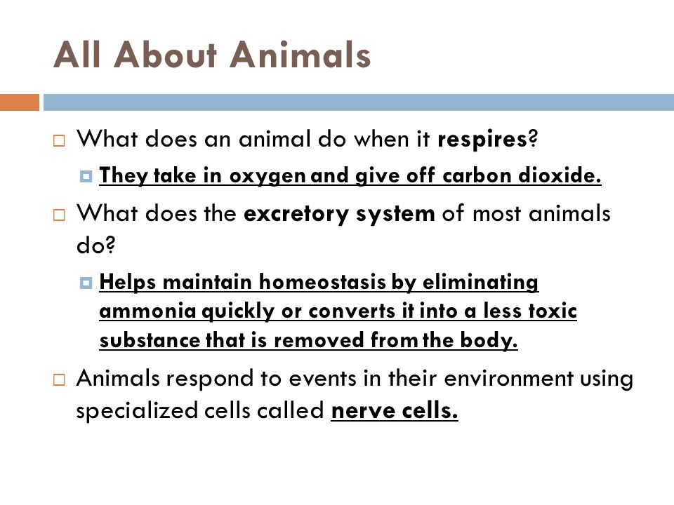 All About Animals  What does an animal do when it respires.