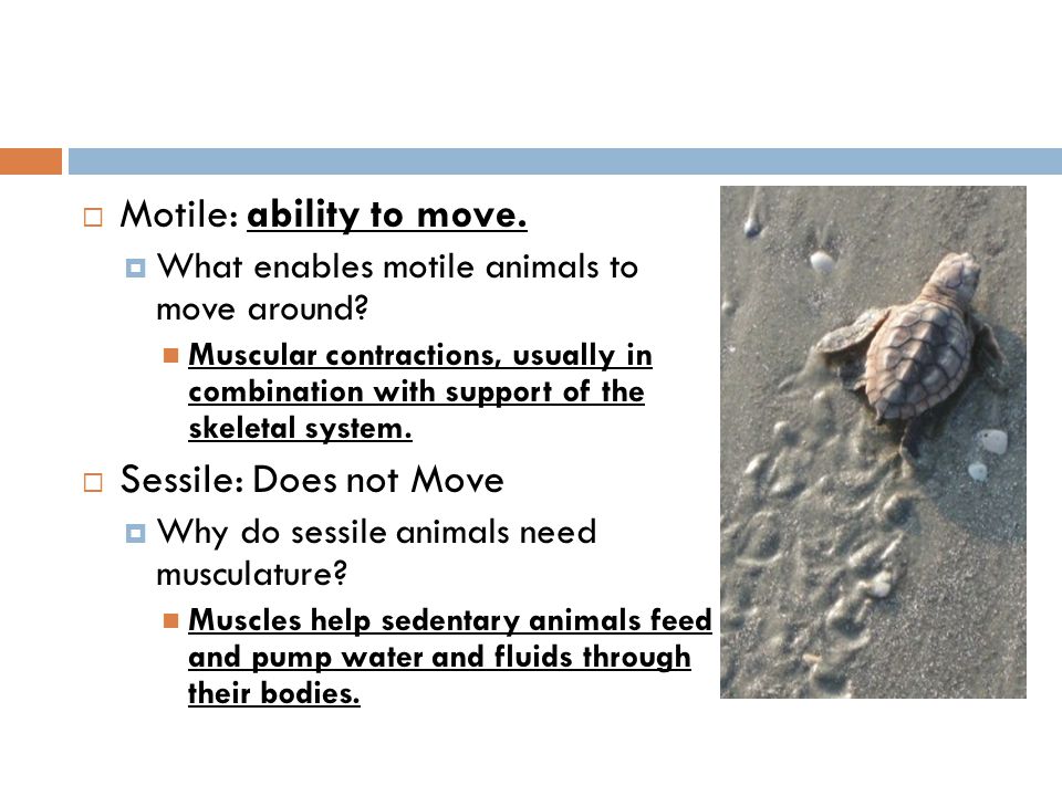  Motile: ability to move.  What enables motile animals to move around.