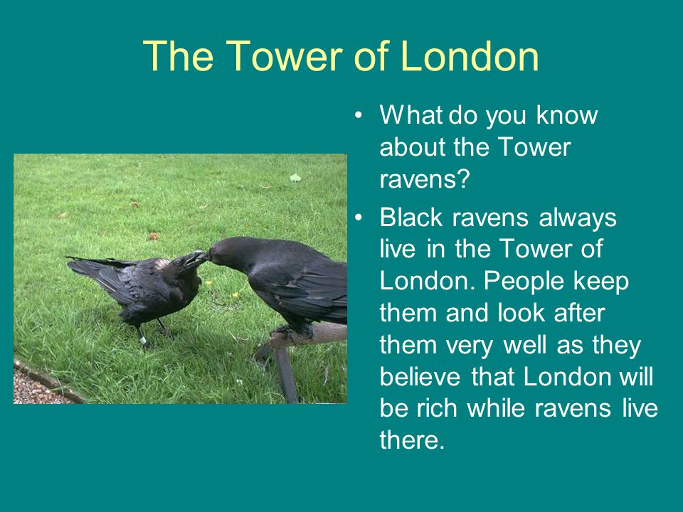 The Tower of London What do you know about the Tower ravens.