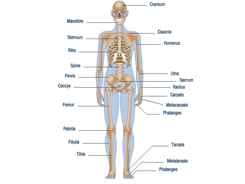 Скелет человека на английском языке картинки