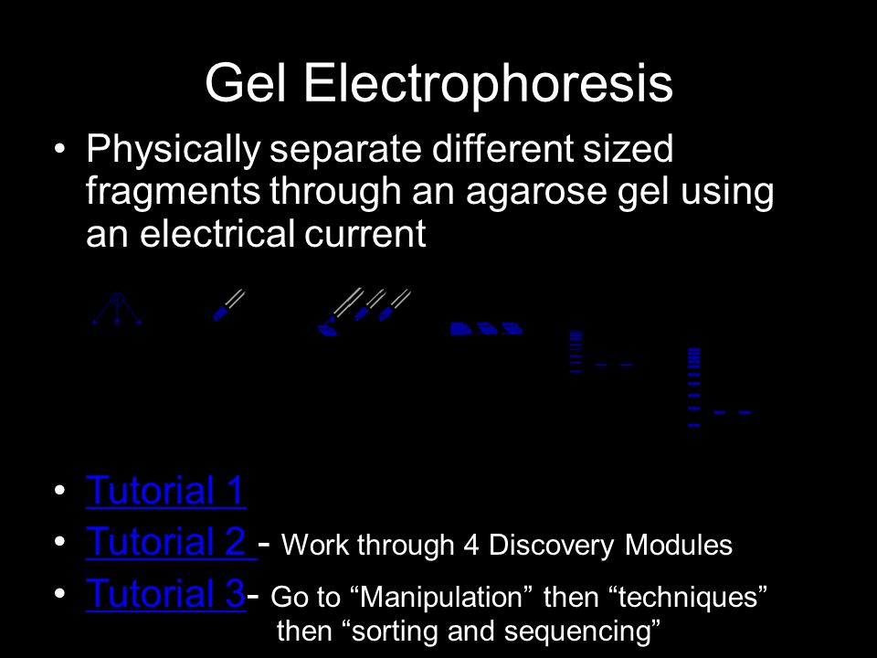 Gel Electrophoresis Physically separate different sized fragments through an agarose gel using an electrical current Tutorial 1 Tutorial 2 - Work through 4 Discovery ModulesTutorial 2 Tutorial 3- Go to Manipulation then techniques then sorting and sequencing Tutorial 3
