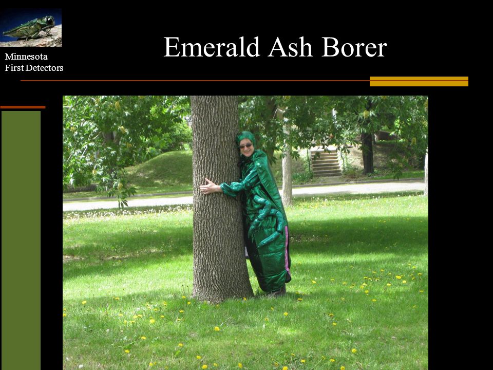emerald ash borer life cycle
