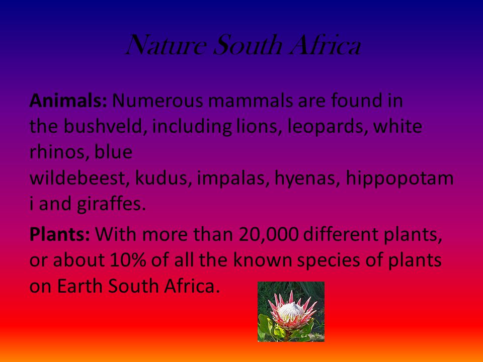 Nature South Africa Animals: Numerous mammals are found in the bushveld, including lions, leopards, white rhinos, blue wildebeest, kudus, impalas, hyenas, hippopotam i and giraffes.