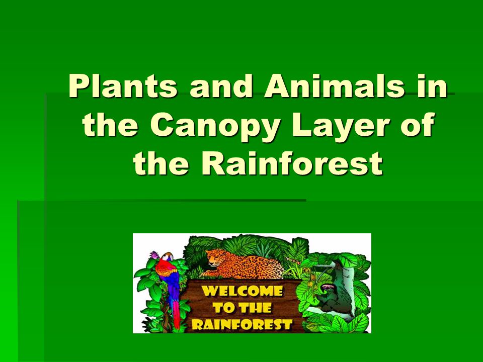 canopy layer,emergent layer plants and animals in the canopy layer of the rainforest.