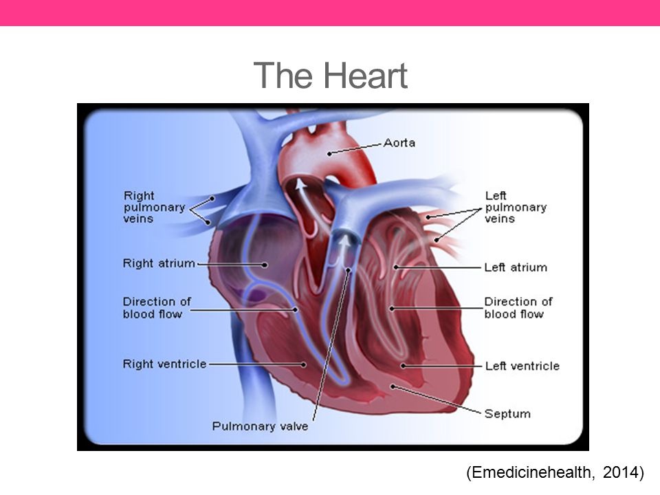 The Heart (Emedicinehealth, 2014)