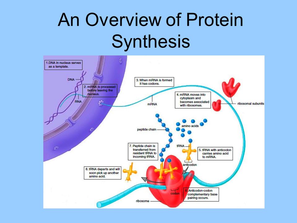 protien synthesis