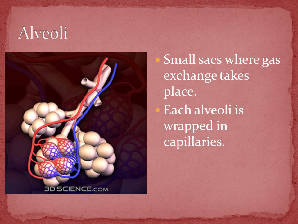 Small sacs where gas exchange takes place. Each alveoli is wrapped in capillaries.