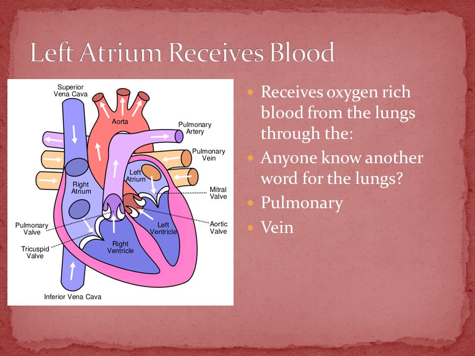 Receives oxygen rich blood from the lungs through the: Anyone know another word for the lungs.