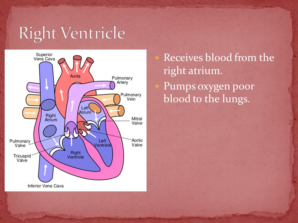 Receives blood from the right atrium. Pumps oxygen poor blood to the lungs.