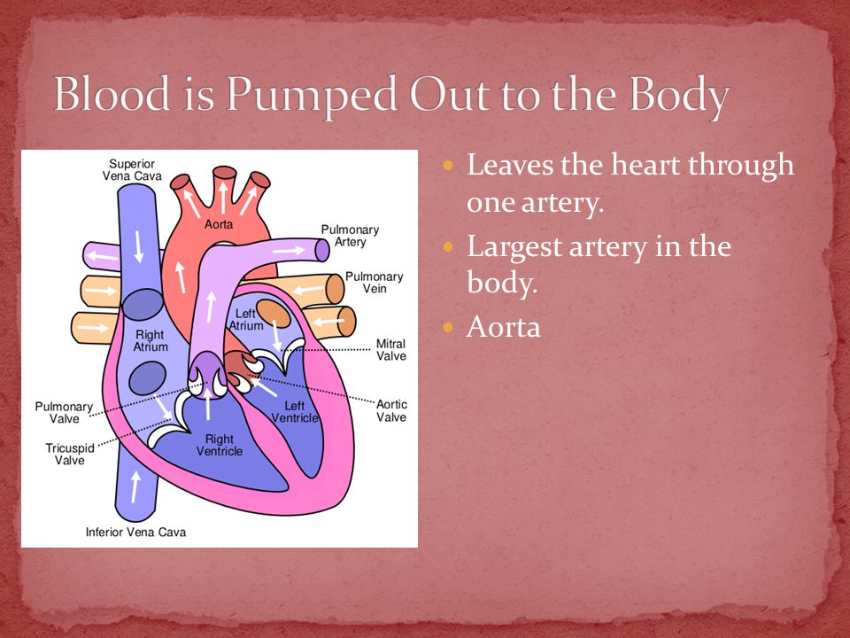 Leaves the heart through one artery. Largest artery in the body. Aorta