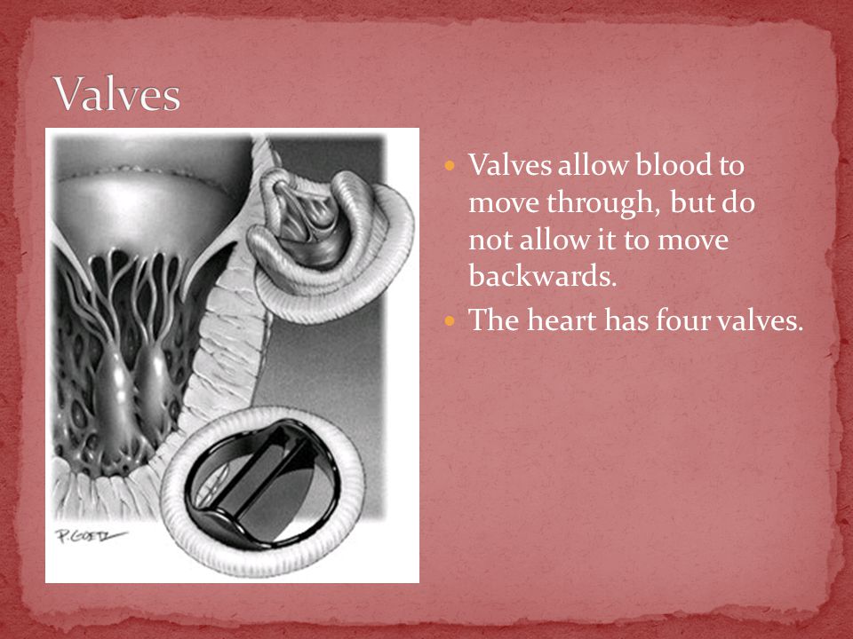 Valves allow blood to move through, but do not allow it to move backwards.