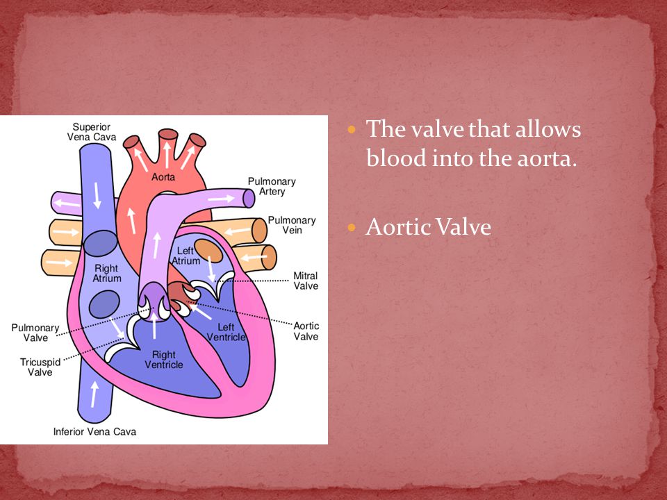 The valve that allows blood into the aorta. Aortic Valve