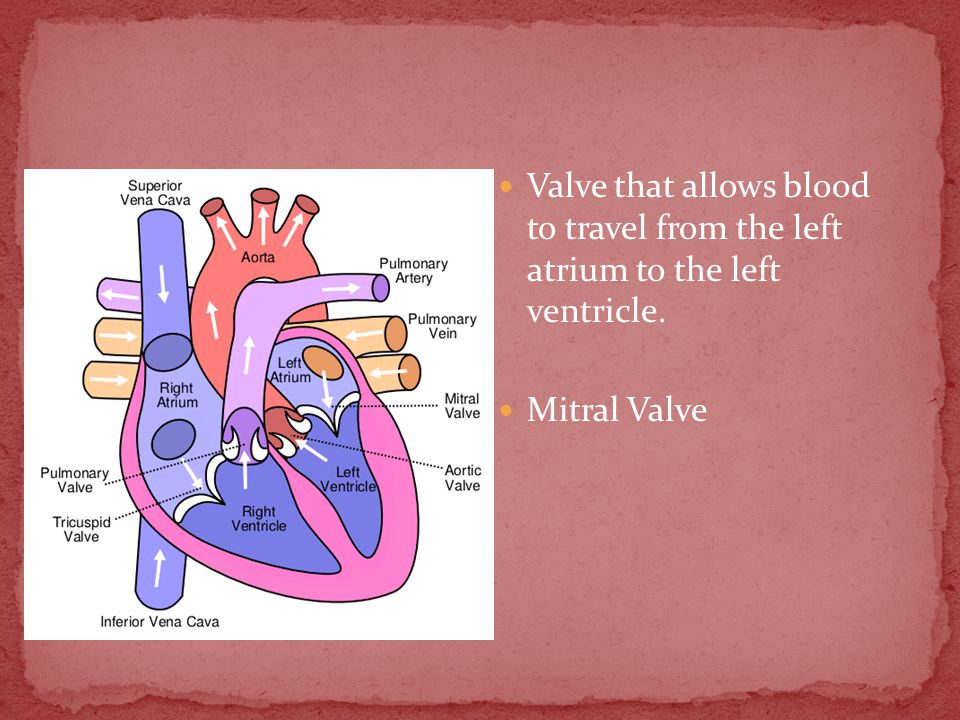 Valve that allows blood to travel from the left atrium to the left ventricle. Mitral Valve