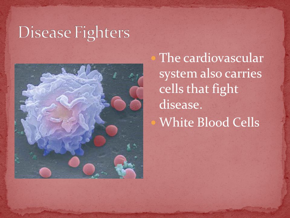 The cardiovascular system also carries cells that fight disease. White Blood Cells