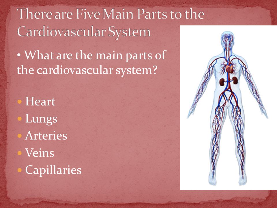 Heart Lungs Arteries Veins Capillaries What are the main parts of the cardiovascular system