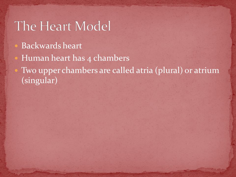 Backwards heart Human heart has 4 chambers Two upper chambers are called atria (plural) or atrium (singular)