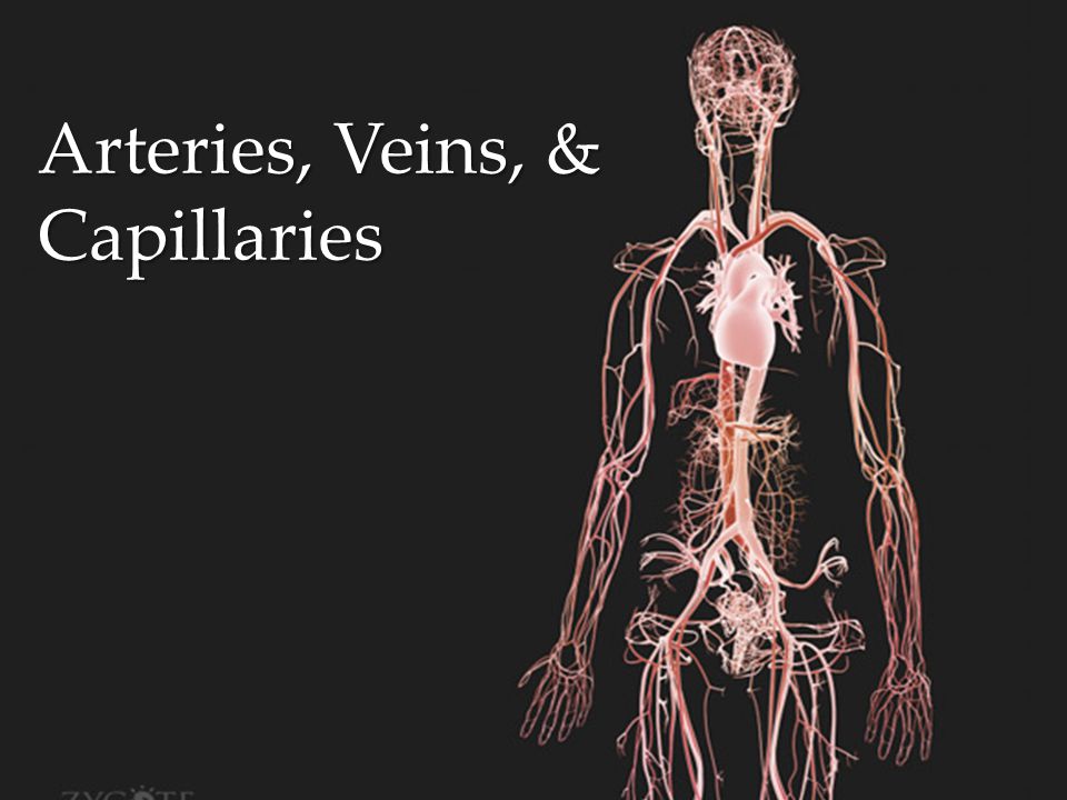 Arteries, Veins, & Capillaries