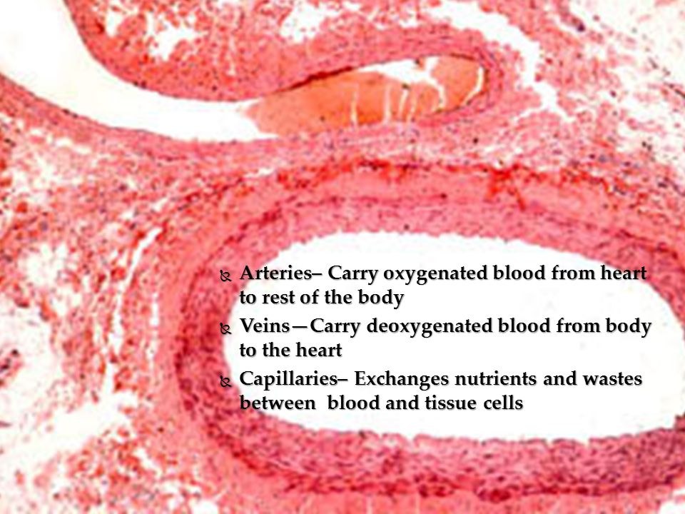  Arteries– Carry oxygenated blood from heart to rest of the body  Veins—Carry deoxygenated blood from body to the heart  Capillaries– Exchanges nutrients and wastes between blood and tissue cells