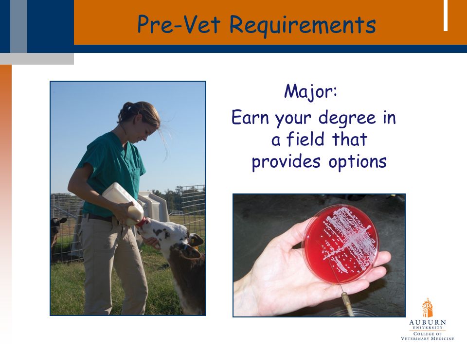 Pre-Vet Requirements Major: Earn your degree in a field that provides options