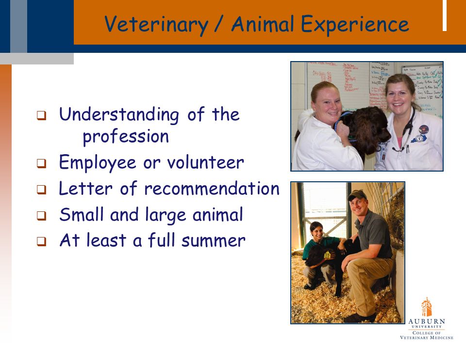 Veterinary / Animal Experience  Understanding of the profession  Employee or volunteer  Letter of recommendation  Small and large animal  At least a full summer