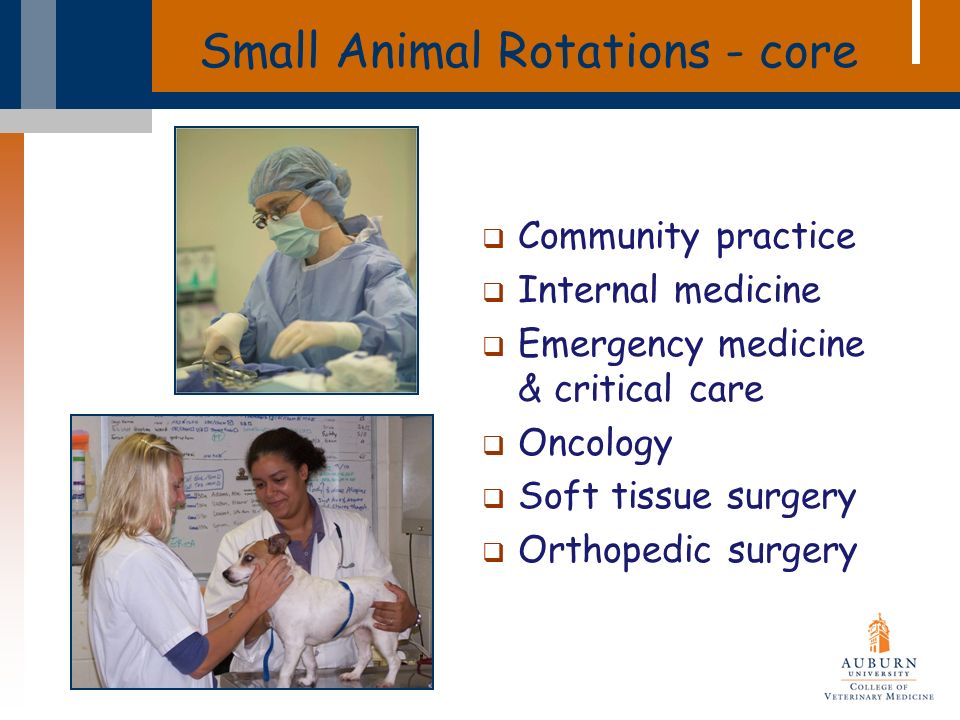 Small Animal Rotations - core  Community practice  Internal medicine  Emergency medicine & critical care  Oncology  Soft tissue surgery  Orthopedic surgery