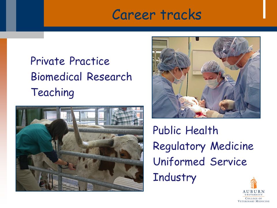 Career tracks Private Practice Biomedical Research Teaching Public Health Regulatory Medicine Uniformed Service Industry
