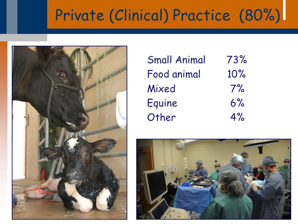Private (Clinical) Practice (80%) Small Animal 73% Food animal 10% Mixed 7% Equine 6% Other 4%