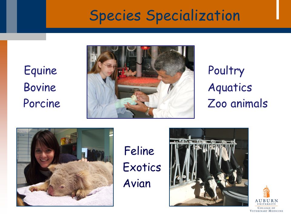 Species Specialization Equine Bovine Porcine Poultry Aquatics Zoo animals Feline Exotics Avian