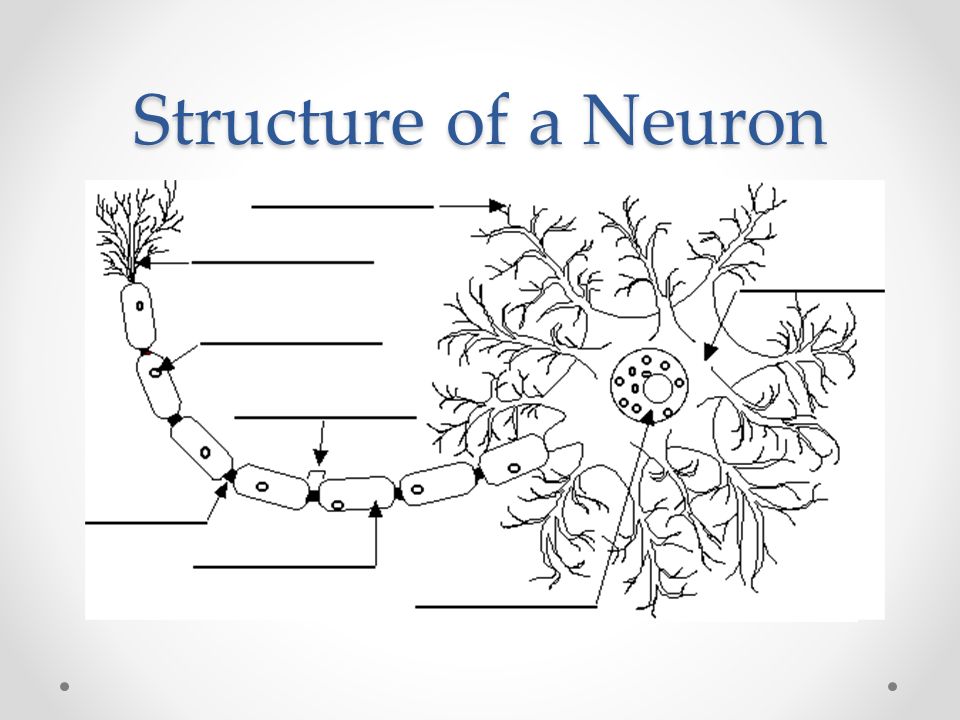 Worksheets Neuron Worksheet stimulus response lab each student should pick from the structure of a neuron