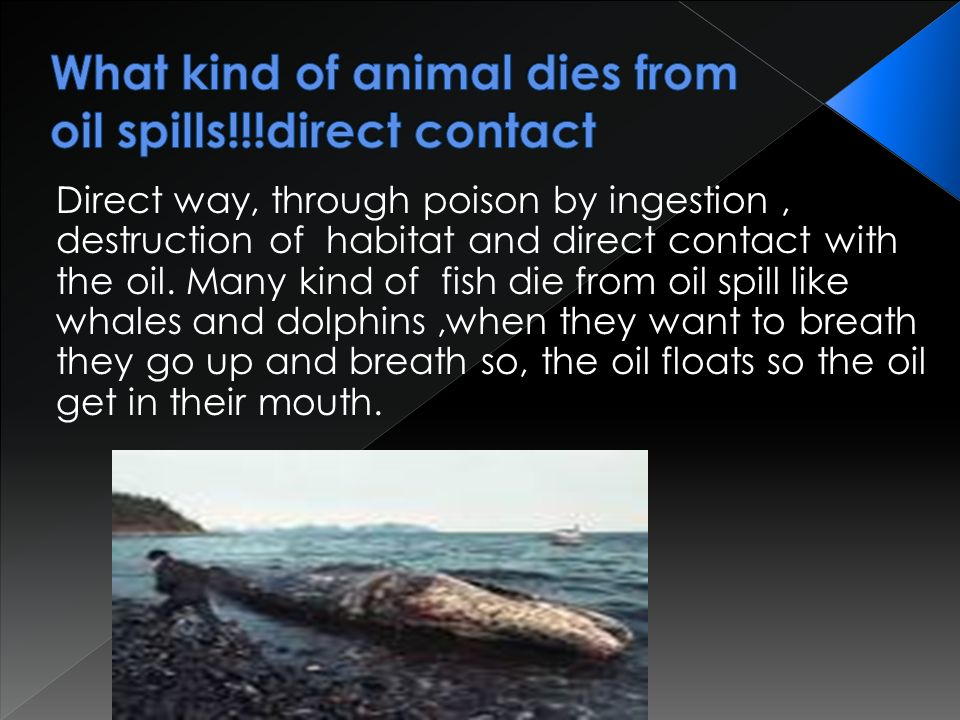 Direct way, through poison by ingestion, destruction of habitat and direct contact with the oil.