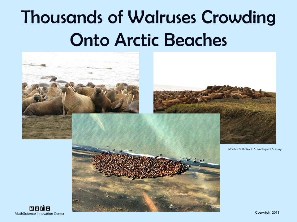 Copyright 2011 Thousands of Walruses Crowding Onto Arctic Beaches Photos & Video: U.S.