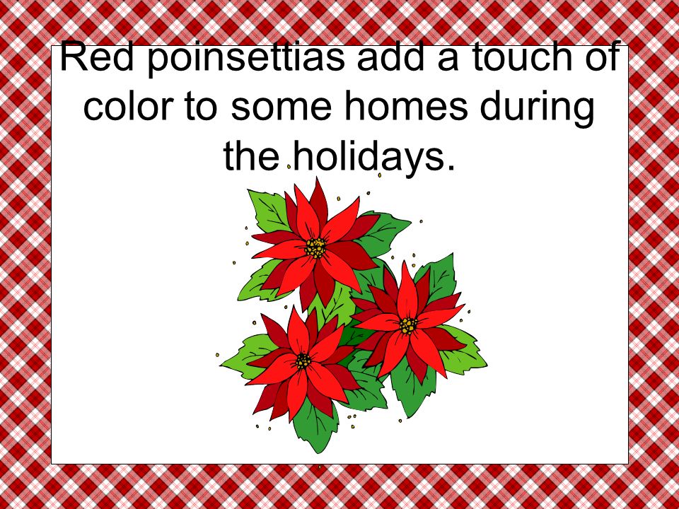 Red poinsettias add a touch of color to some homes during the holidays.