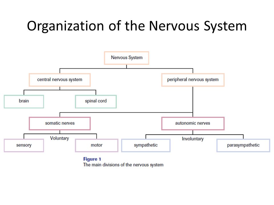 Worksheets The Nervous System Worksheet how nerve signals maintain homeostasis chapter ppt download organization of the nervous system