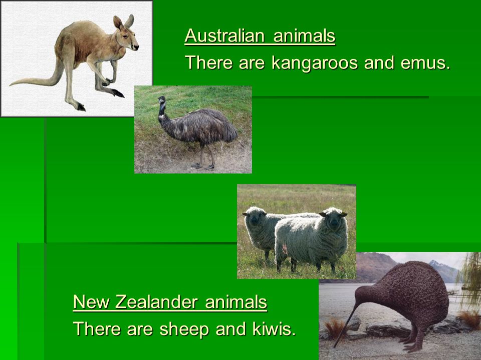 New Zealander animals There are sheep and kiwis. Australian animals There are kangaroos and emus.