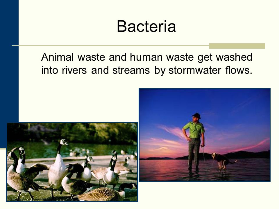 Bacteria Animal waste and human waste get washed into rivers and streams by stormwater flows.