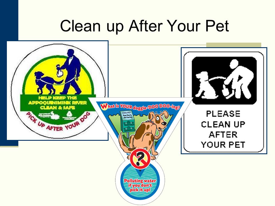 Clean up After Your Pet